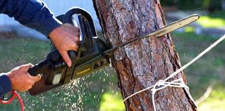 How Our Tree Care Process Works  in  Crestline, OH