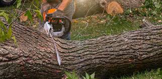 Best Root Management and Removal  in Crestline, OH