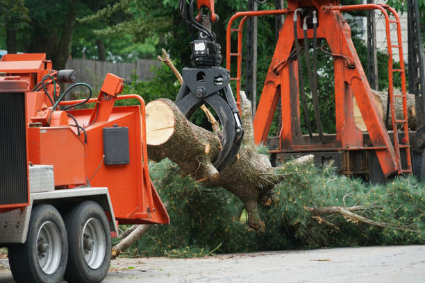 Best Tree Trimming and Pruning  in Crestline, OH