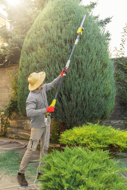 Best Tree Maintenance Programs  in Crestline, OH